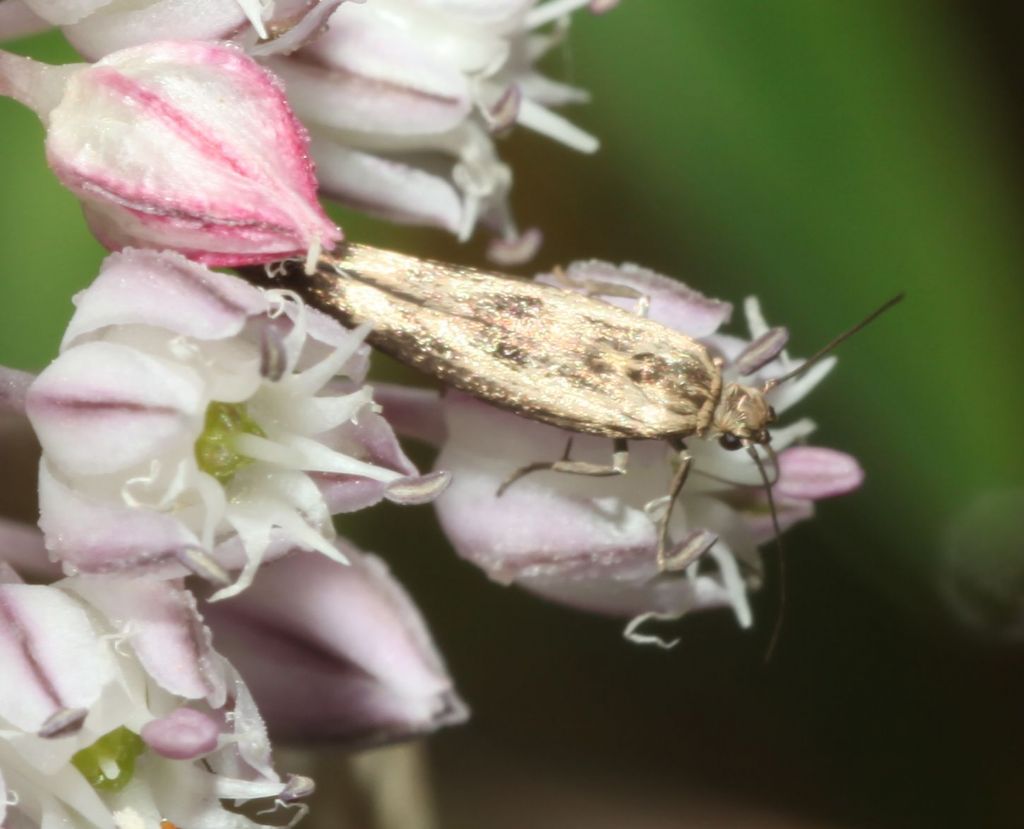 Gelechiidae ? No, Scythrididae: Scythris limbella